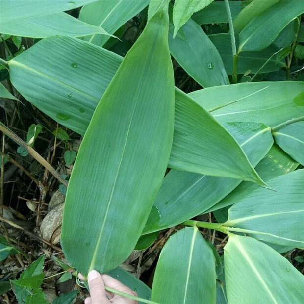 新鲜大粽叶江西现摘粽子叶真空棕叶箬叶100片 100片 粽绳 2斤糯米