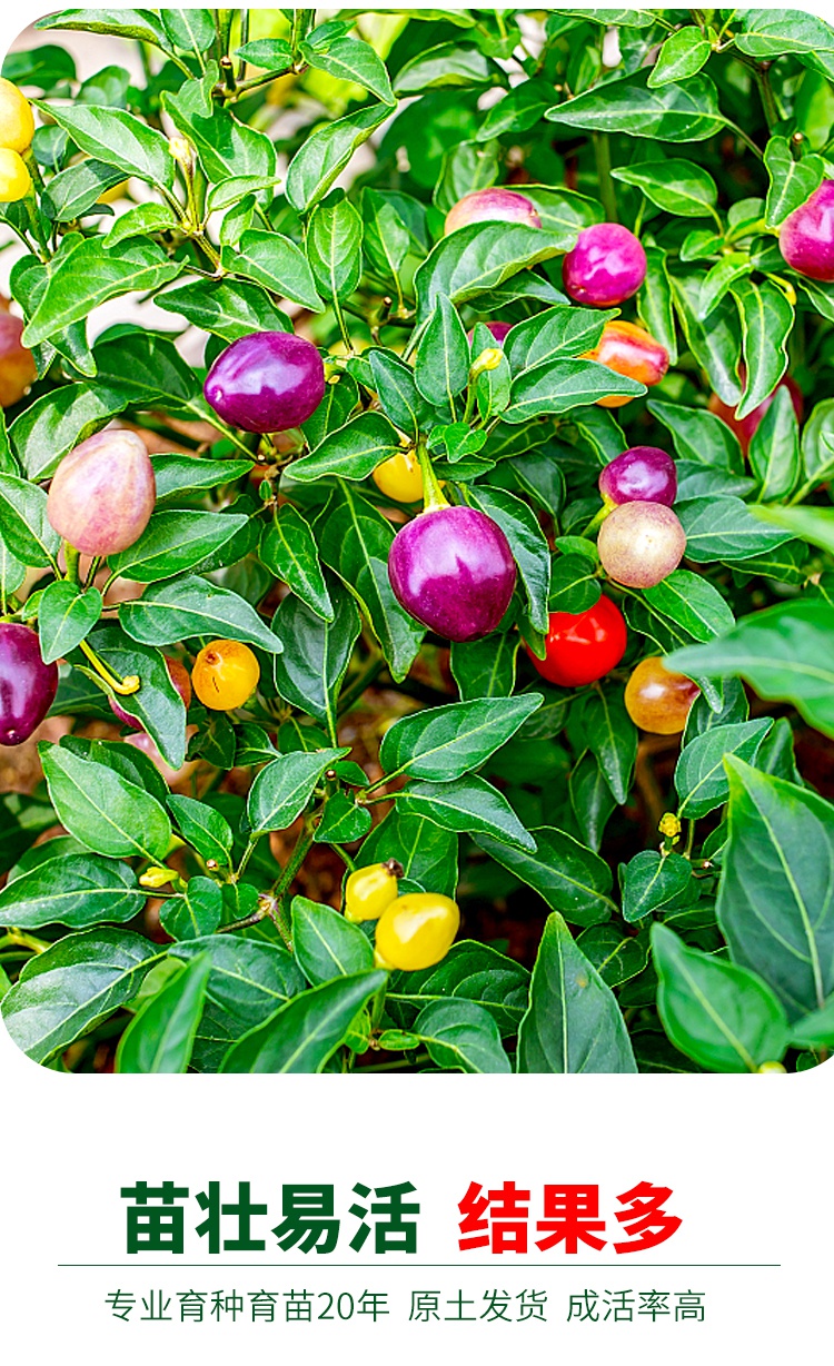 多瑙梦辣椒树一年四季辣椒树树苗多年生五彩椒新鲜朝天椒七彩观果小