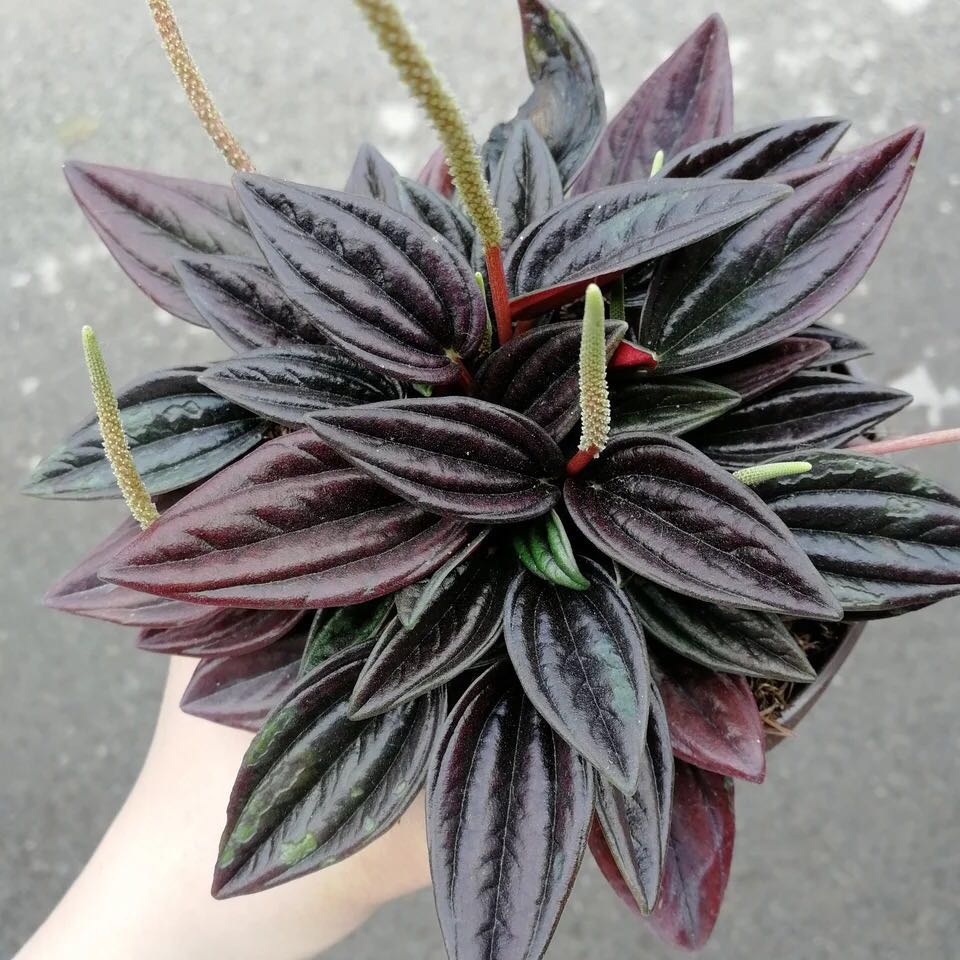 红天使椒草室内植物盆栽办公桌绿植盆栽红天使椒草黑美人迷你盆栽 大