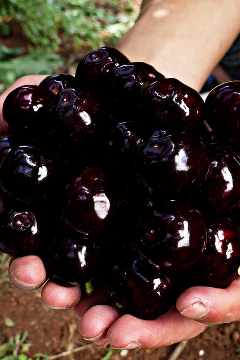 四川汉源黑珍珠国产车厘子特大果樱桃新鲜孕妇水果应当季整箱顺丰时令