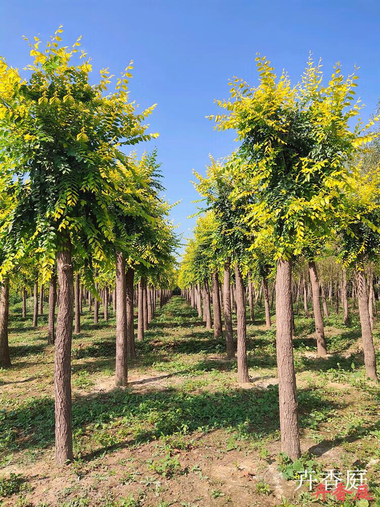 榆树苗庭院行道大型耐寒绿化风景树白榆榔榆垂榆黄金榆金叶榆树苗