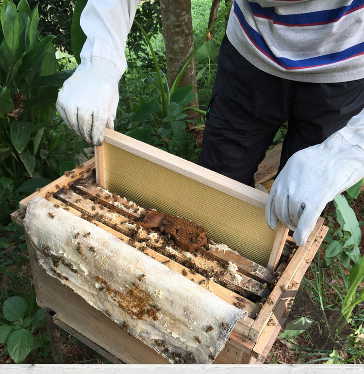 百朵千丛中蜂巢基片深房蜜蜂巢脾陆丰巢础纯蜂蜡制作冬不脆夏不坠 1盒