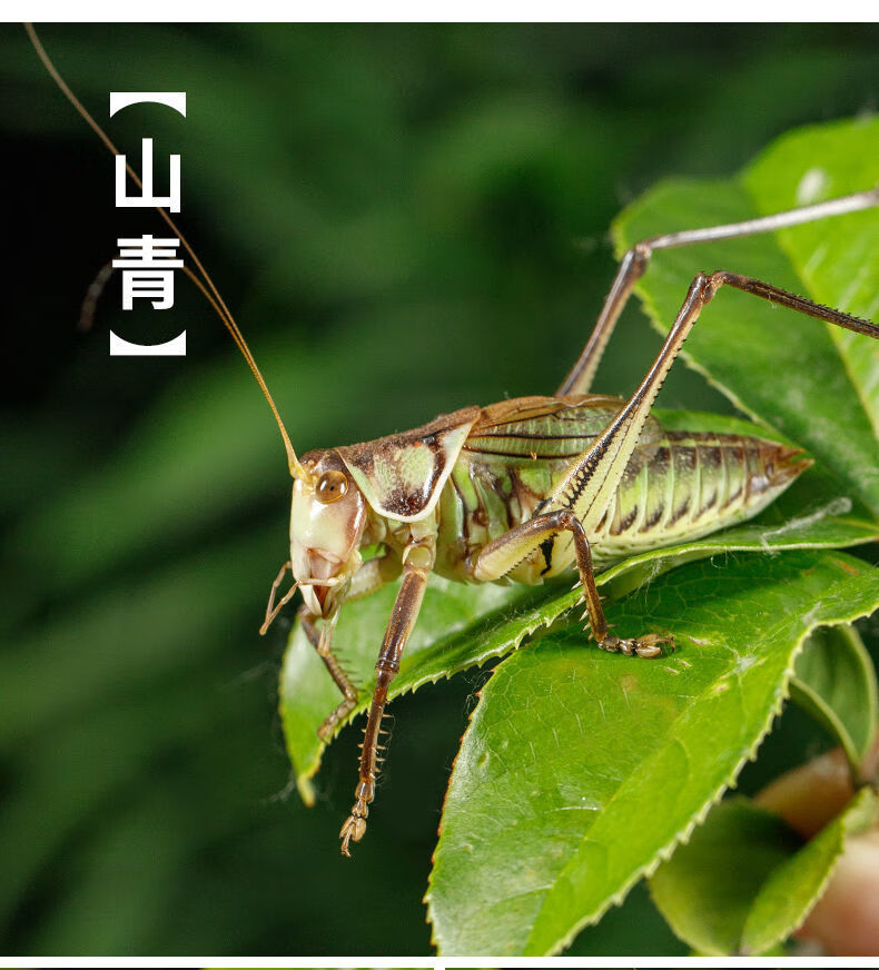 蝈蝈活虫新脱夏季鸣虫活物绿大肚子翡翠平谷铁皮大号山青叫蝈蝈朴彩