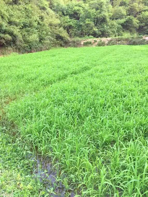 小米草种子养殖鱼虾蟹牧草耐水淹耐旱雀叶稗湖南稷子高产水草种籽高产