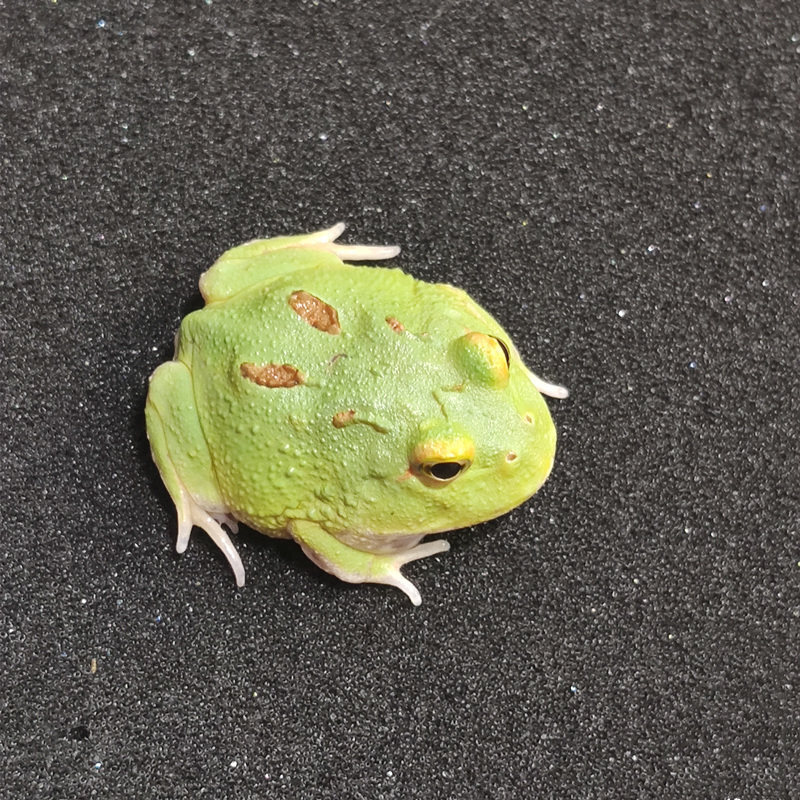 【京选推荐】活体爬宠两栖宠物蛙绿角蛙黄金活体小丑蛙 皮卡丘角蛙(3