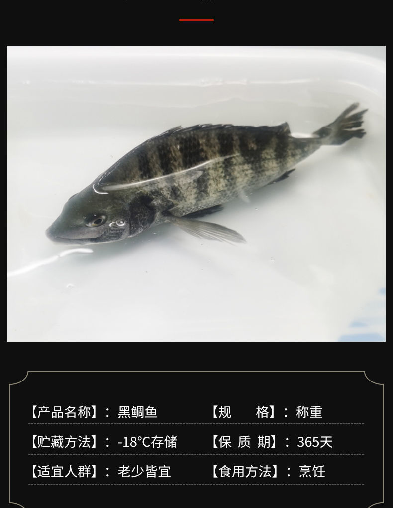 新鲜黑鲷鱼黑立鱼深海速冻冰鲜黑翅鱼月子鱼黄翅鱼海鲫鱼冷链 黑鲷鱼