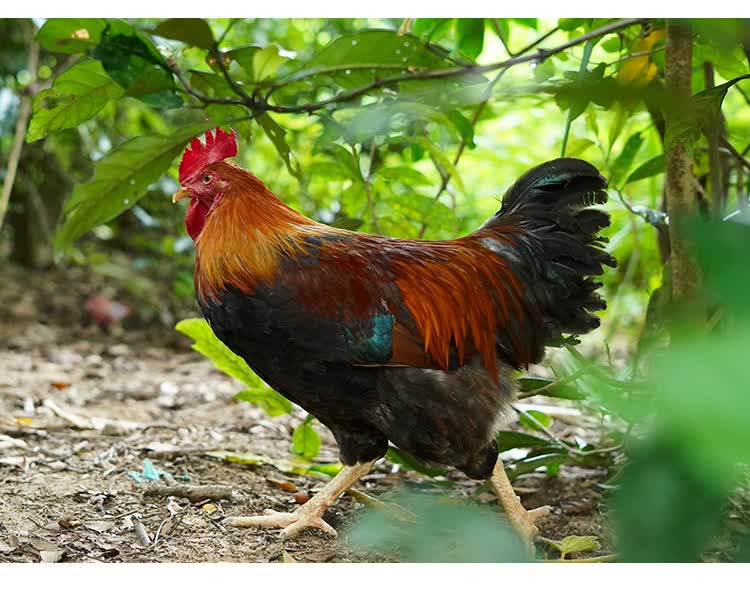 鸡腰子 新鲜鸡腰子鸡子鸡卵蛋蛋小鸡腰子公鸡阉蛋睾丸鸡肾鸡宝鸡春5