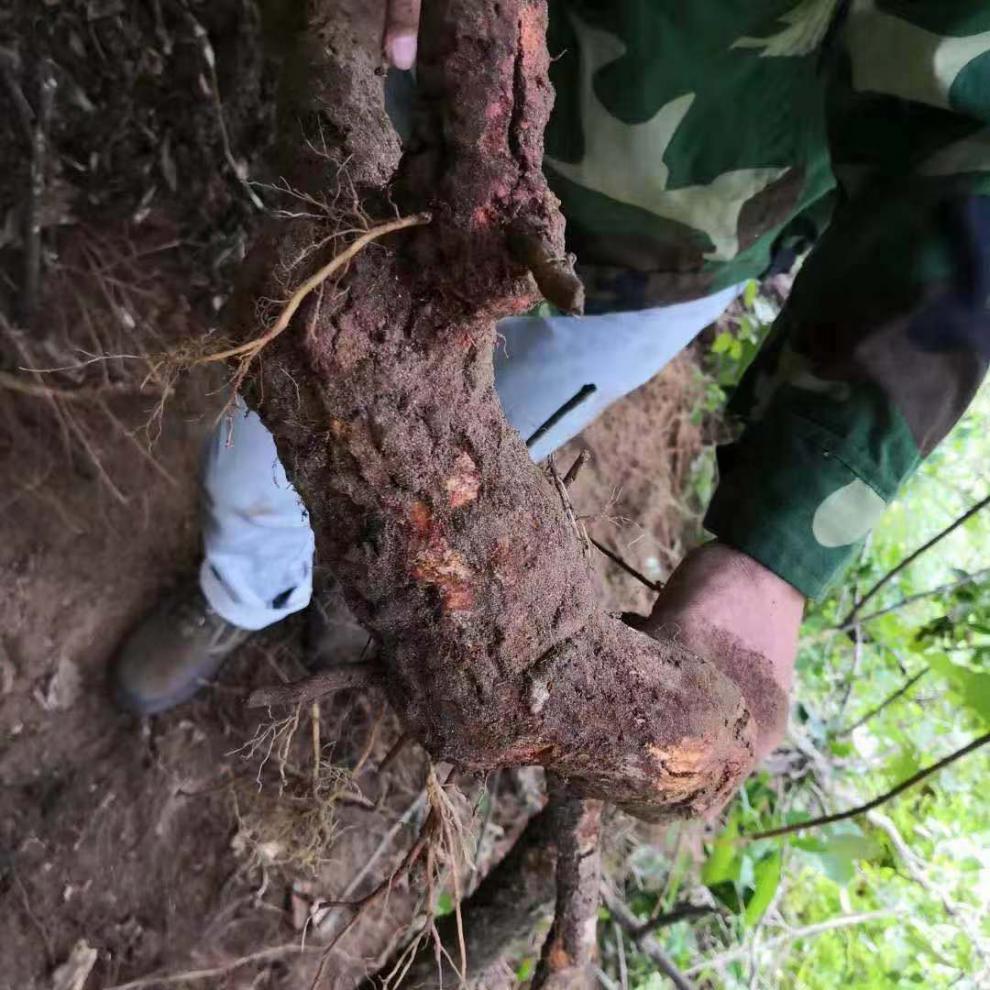 大别山野生雄猕猴桃根藤梨雄杨桃根雄根石苇刀口药分包30 500克根片