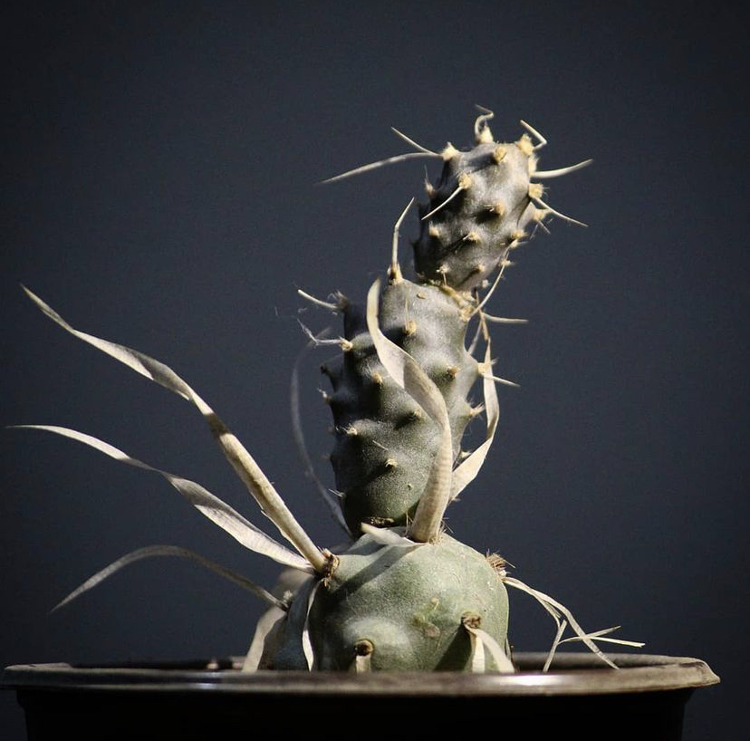 姜芮武藏野团扇开花自根仙人球仙人掌多肉植物盆栽块根植物绿植花卉 1