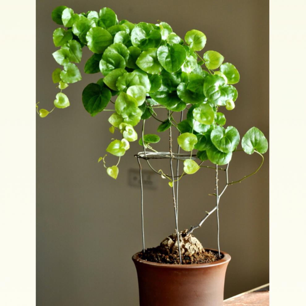 龟甲龙南非龟甲龙植物一物一拍爬藤多肉植萌宠稀有块根带盆栽好绿植