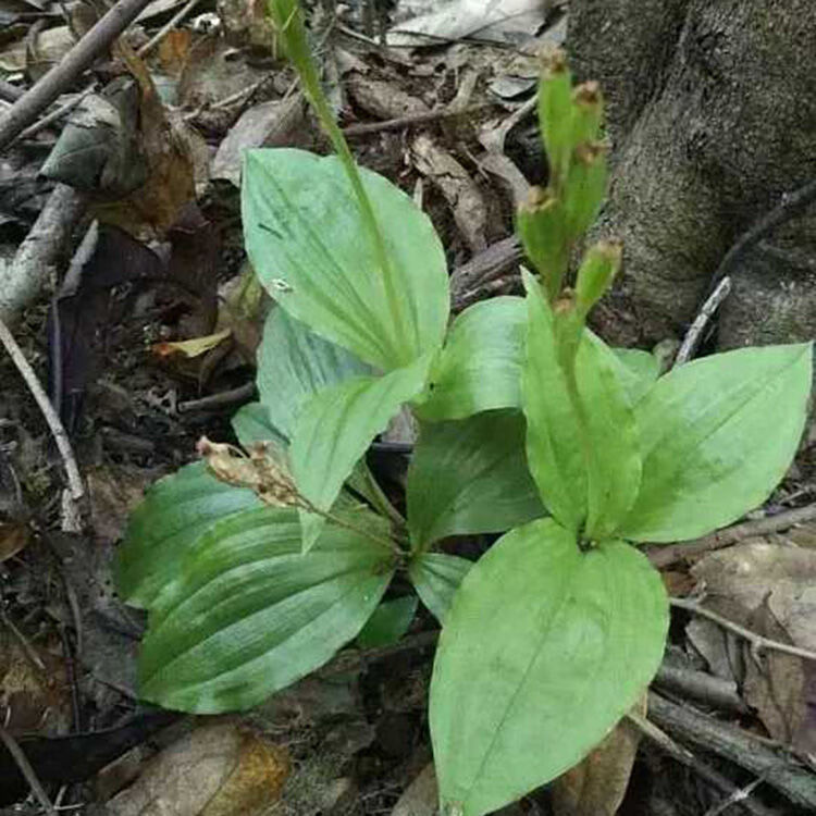 新鲜见血清见血青中药中草药中药材鲜品室内桌摆四季常青开花植物