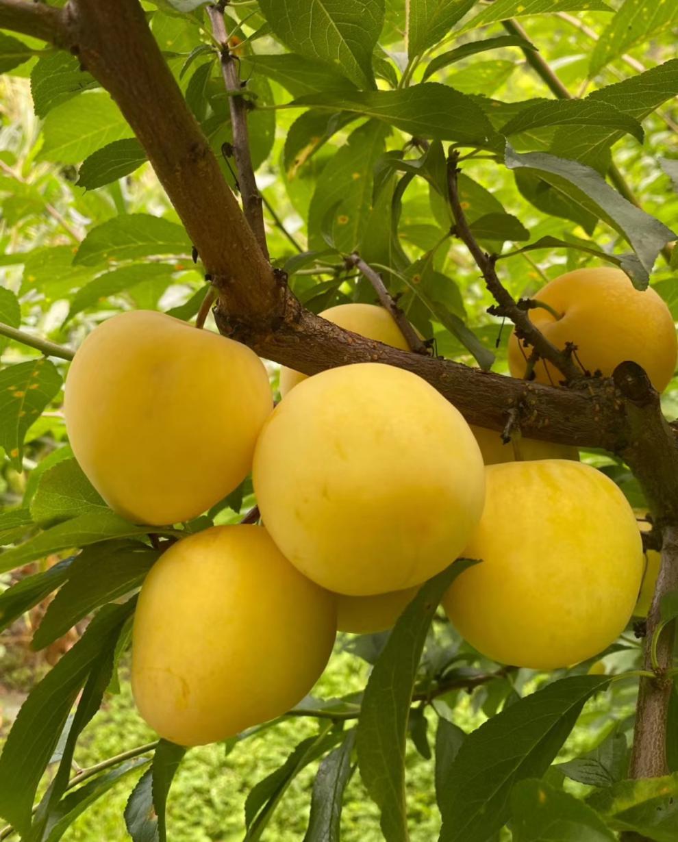 纯甜桃花李四川黄金奈李蜂蜜冰糖甜李新鲜玉皇李子 4.