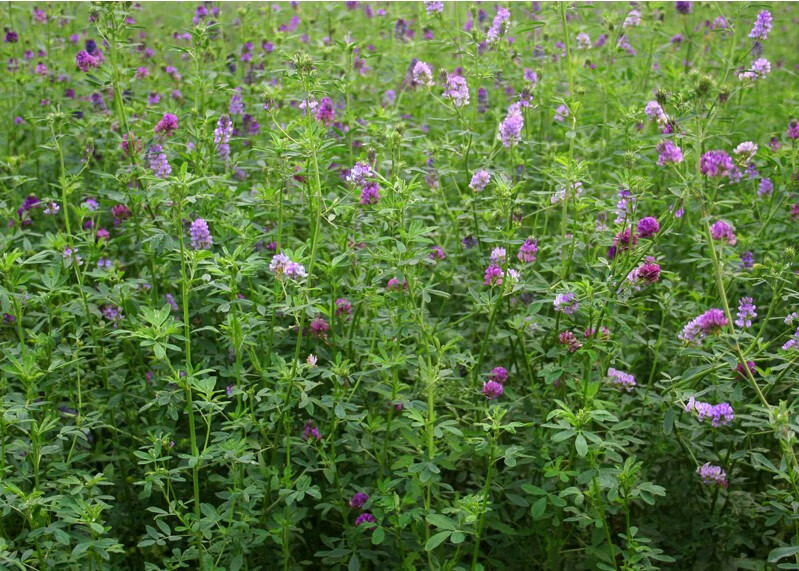 牧草种子紫花苜蓿草种子南方北方多年生耐寒牛羊兔牧草籽 一斤