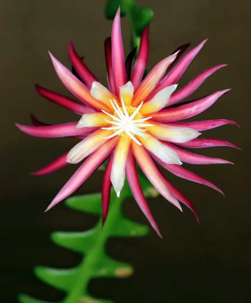 【生命力强】红叶丝苇热带雨林仙人掌昙花不怕晒垂吊植物盆栽玉珊瑚晒