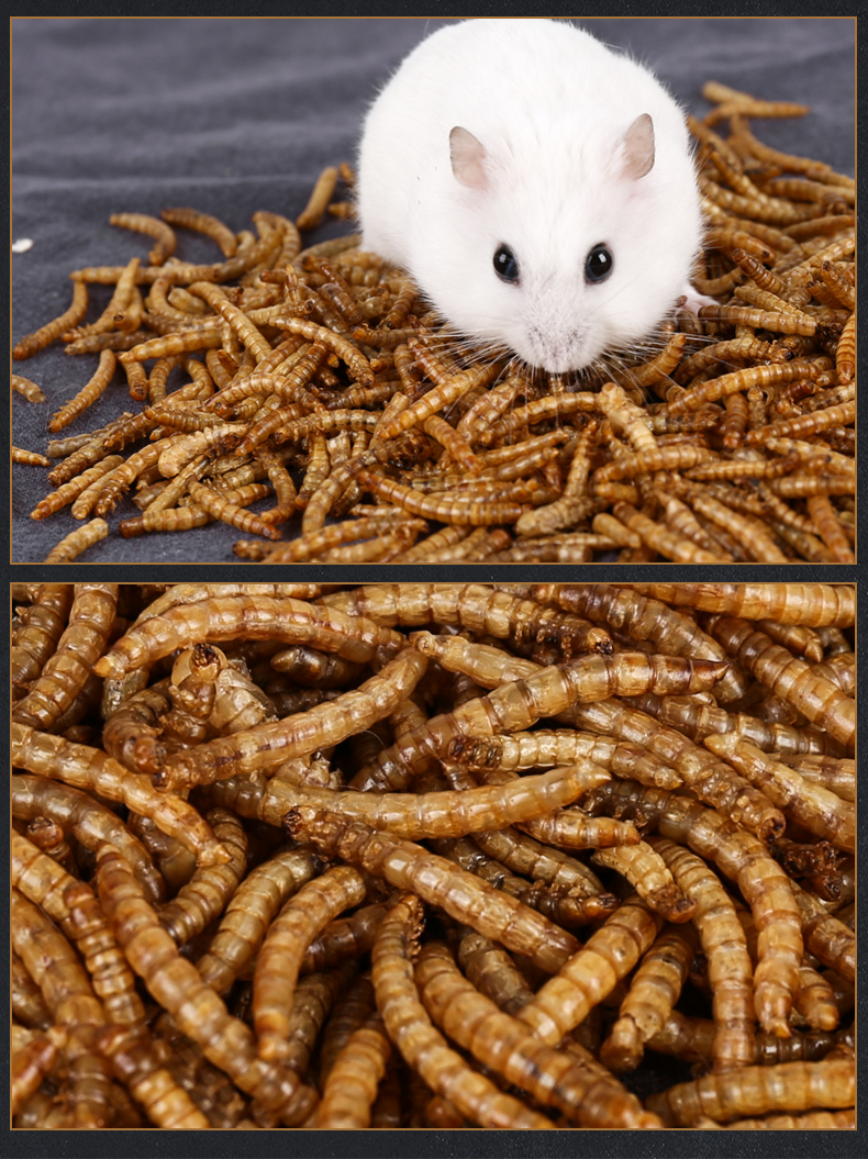 仓鼠粮食面包虫干小零食鱼饲料鸟粮龟粮黄粉虫罐装500ml