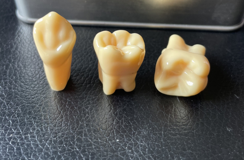 牙科模型25倍双色恒牙雕牙指导牙齿解剖用有牙根牙体教学示范2倍恒牙