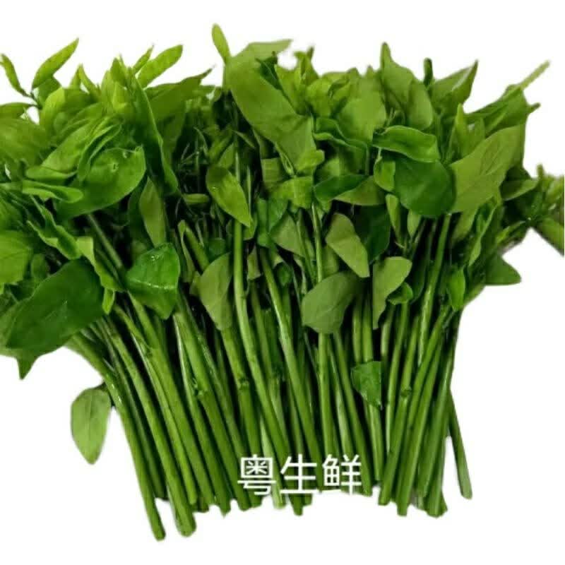 晨臻海南天绿香 树仔菜 新鲜五指山野菜 凉拌菜 海南青菜 2斤家庭聚餐