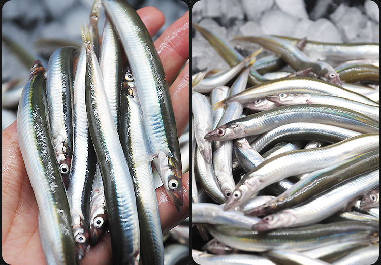 青岛海捕面条鱼鲜活新鲜冷冻海杂鱼小海鱼沙丁鱼小银鱼小鱼二三王牛1