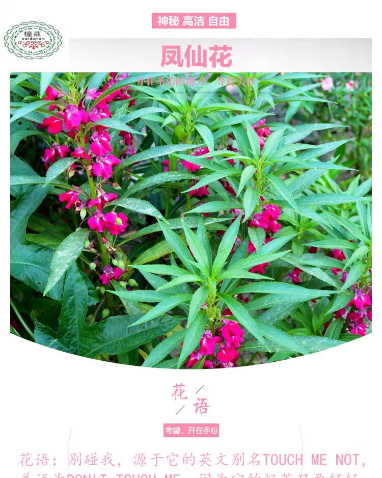凤仙花种子 别名 指甲花种子 凤仙透骨草 一年生草花 民间常用其花及