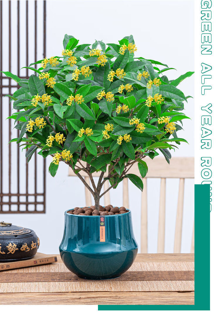 桂花树小盆栽室内四季开花 四季桂花树树苗盆栽花卉室内阳台庭院好养