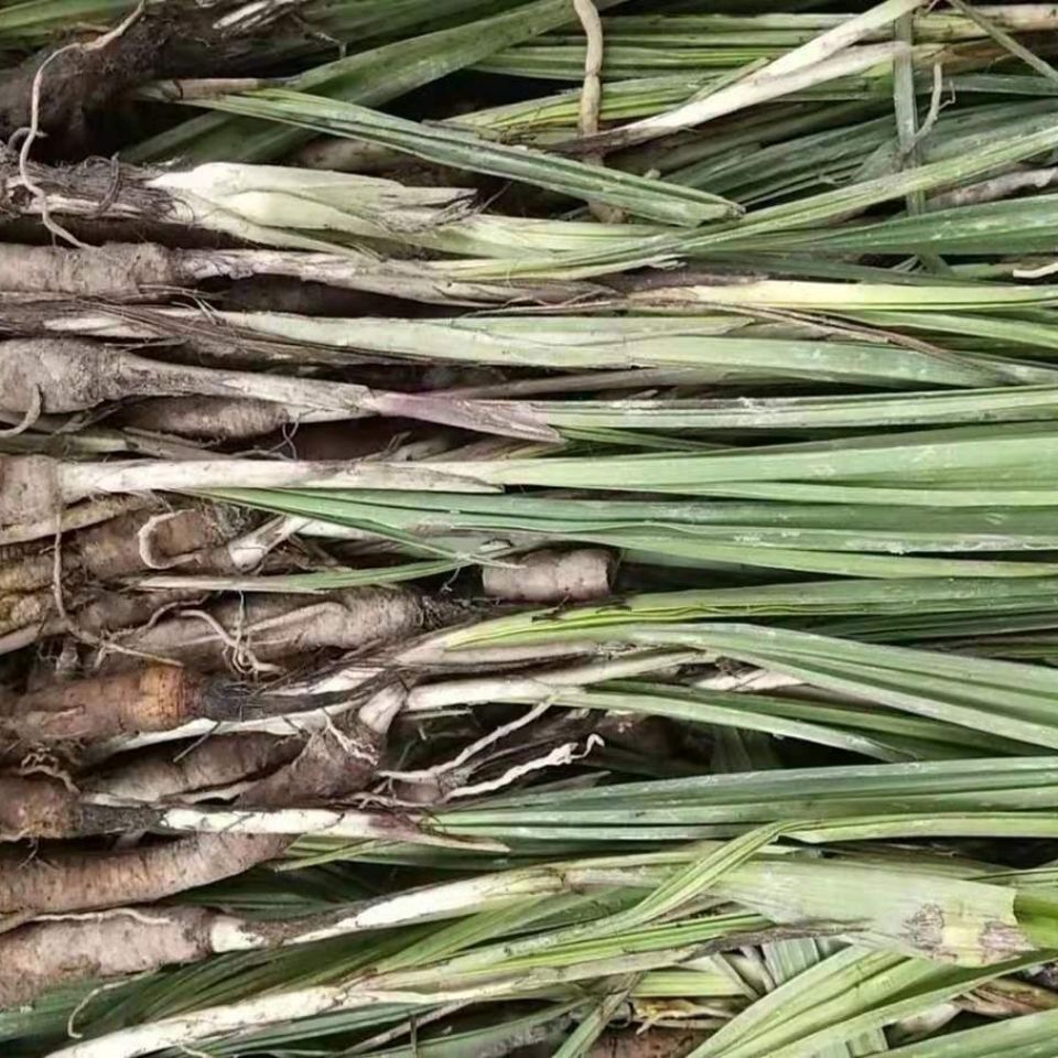 中药材野生仙茅500g 贵州草药新鲜独脚仙茅独茅地棕先毛纯根发货