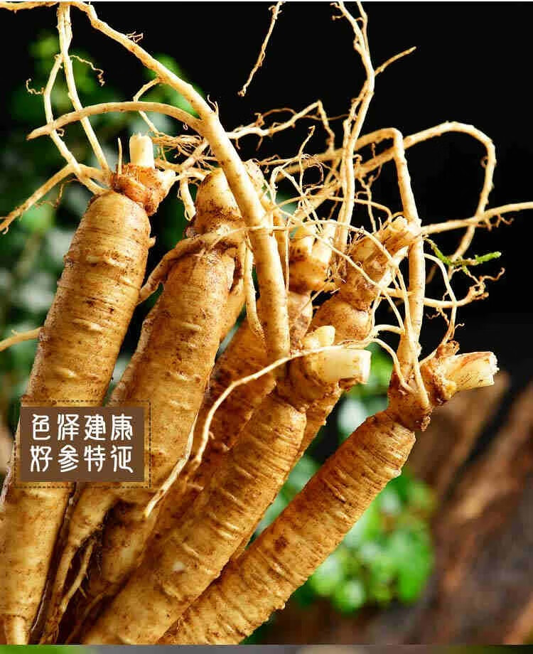 【官方旗舰】人参长白山小鲜参带土山参苗东北参泡酒保小500g草参