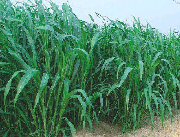 夏季高产牧草耐旱耐热高丹草鱼草养殖牛羊马草鱼吃的畜牧饲料草籽