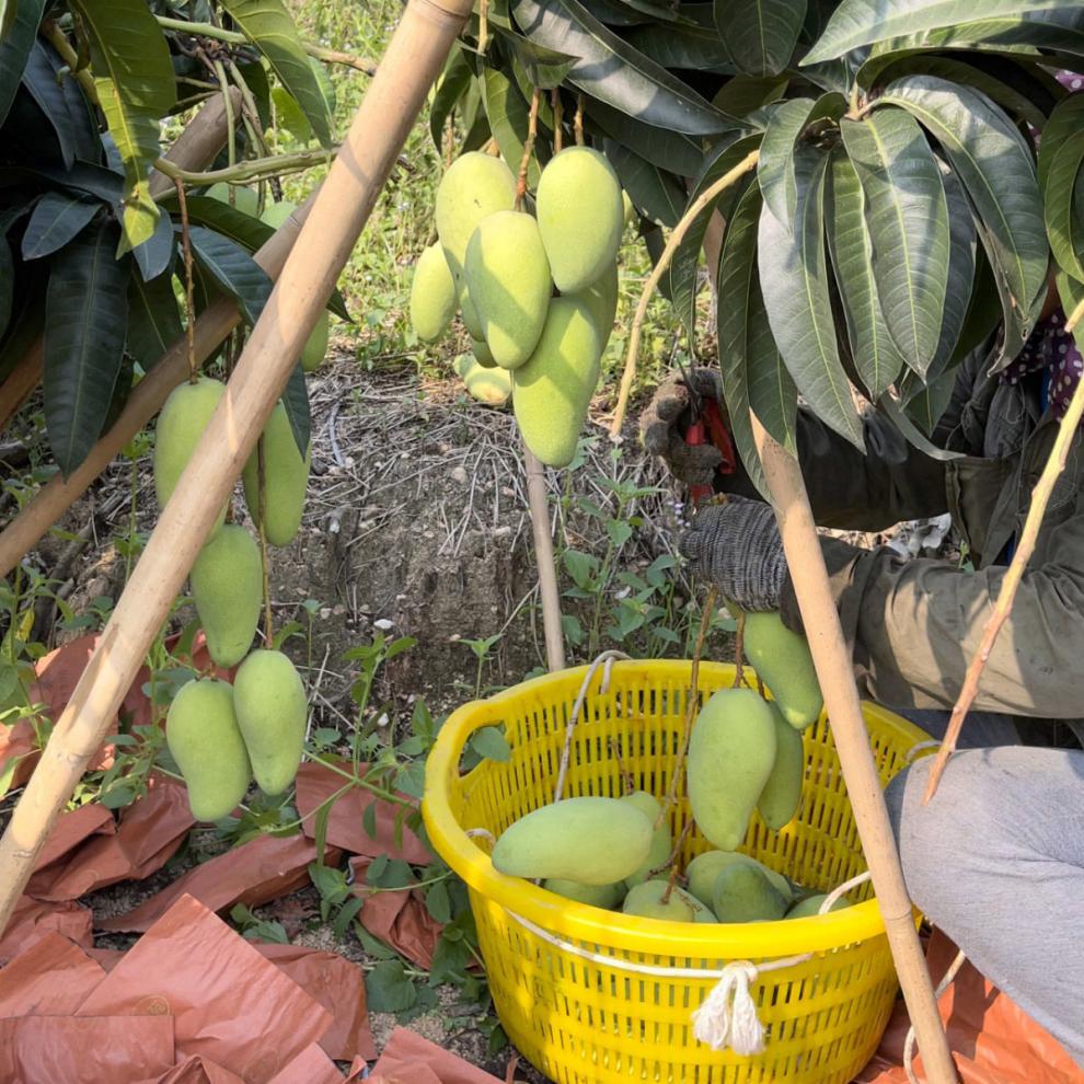 jd顺丰直达海南金煌芒海南金大金煌芒果产地直发当季应季孕妇水果送人