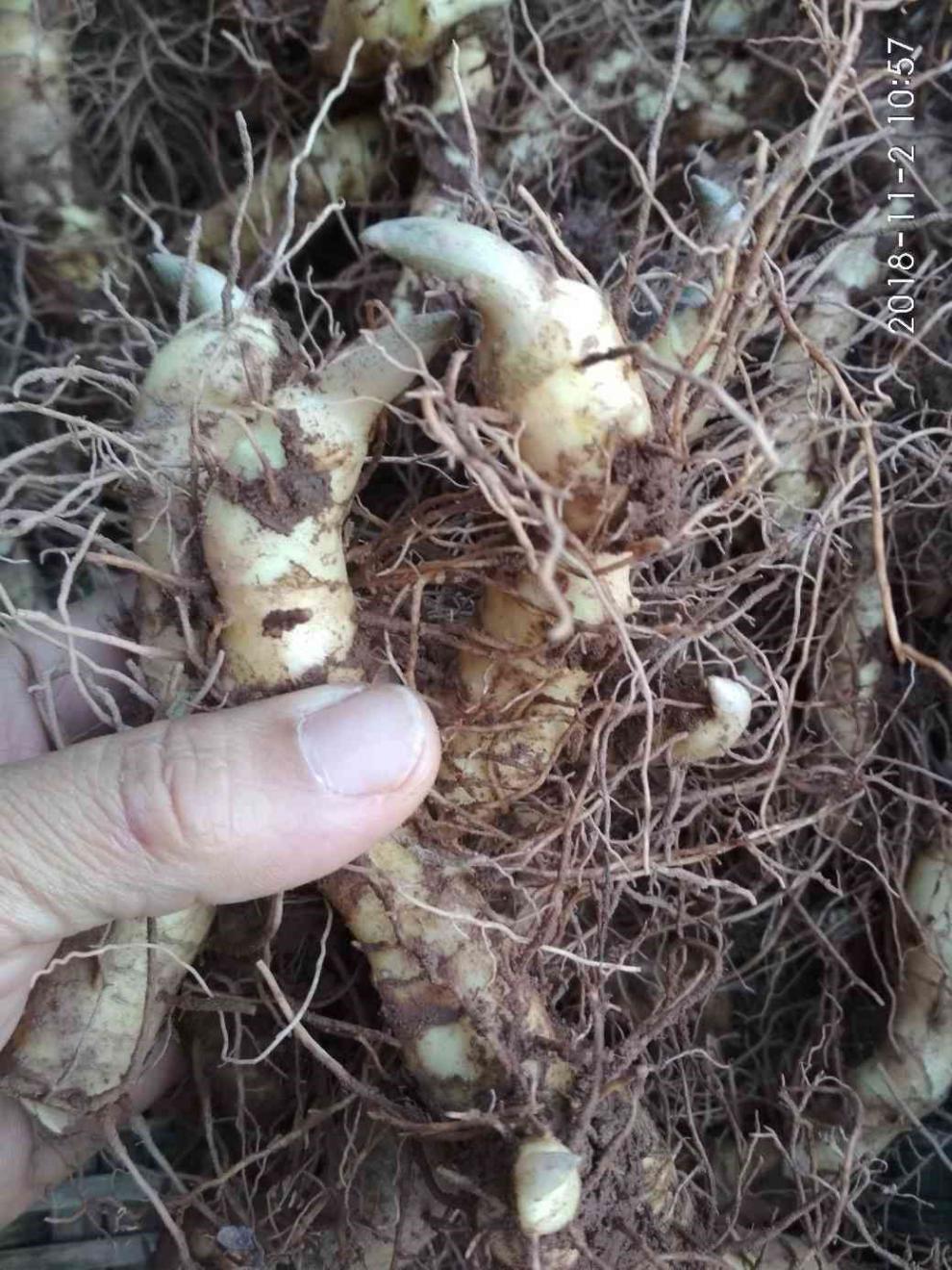 文静花坊 玉竹苗 大玉竹种苗种子又叫尾参 玉参 属于黄精属玉竹 材 种