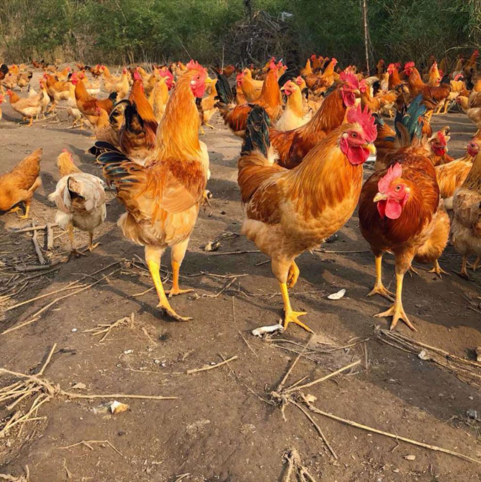 宏嘉睿 【两年老公鸡】农家散养大公鸡公鸡鸡公走地鸡土鸡笨公鸡新鲜