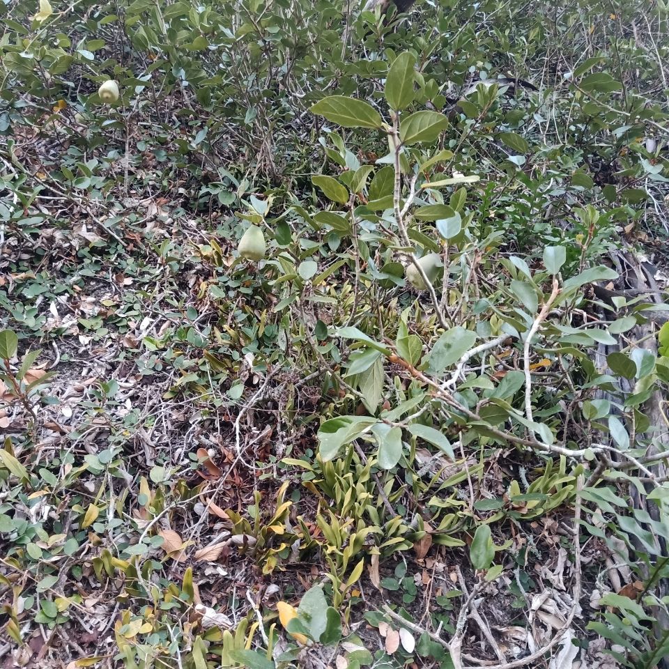 野生石壁薜荔藤奶母果鬼球木馒头木莲果薜荔果奶母果霹雳鬼球500g