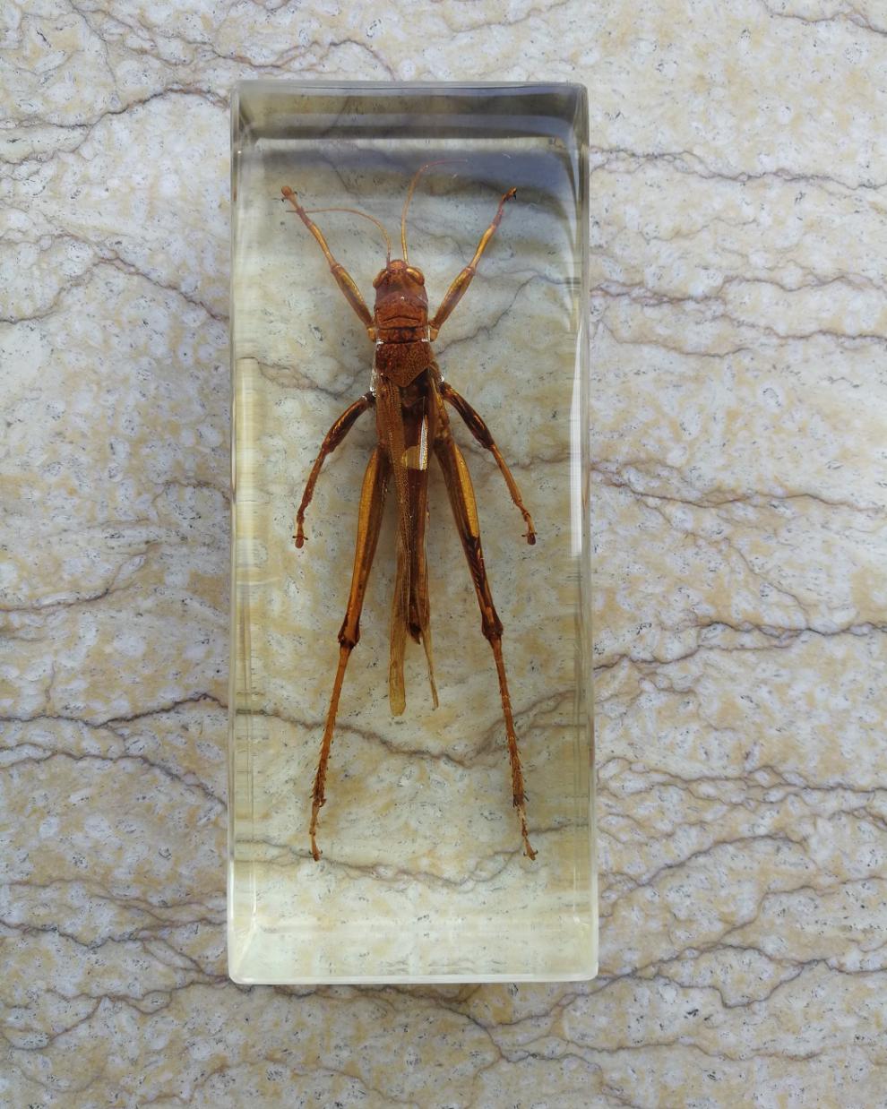 蝎子标本昆虫标本中小学幼儿教具蝎子竹节虫蜈蚣蝗虫螳螂学生礼品书镇