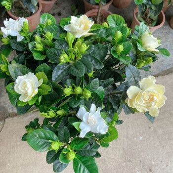 奔新农大叶牡丹栀子花独杆6070大叶牡丹栀子花独杆6070公分高加仑盆