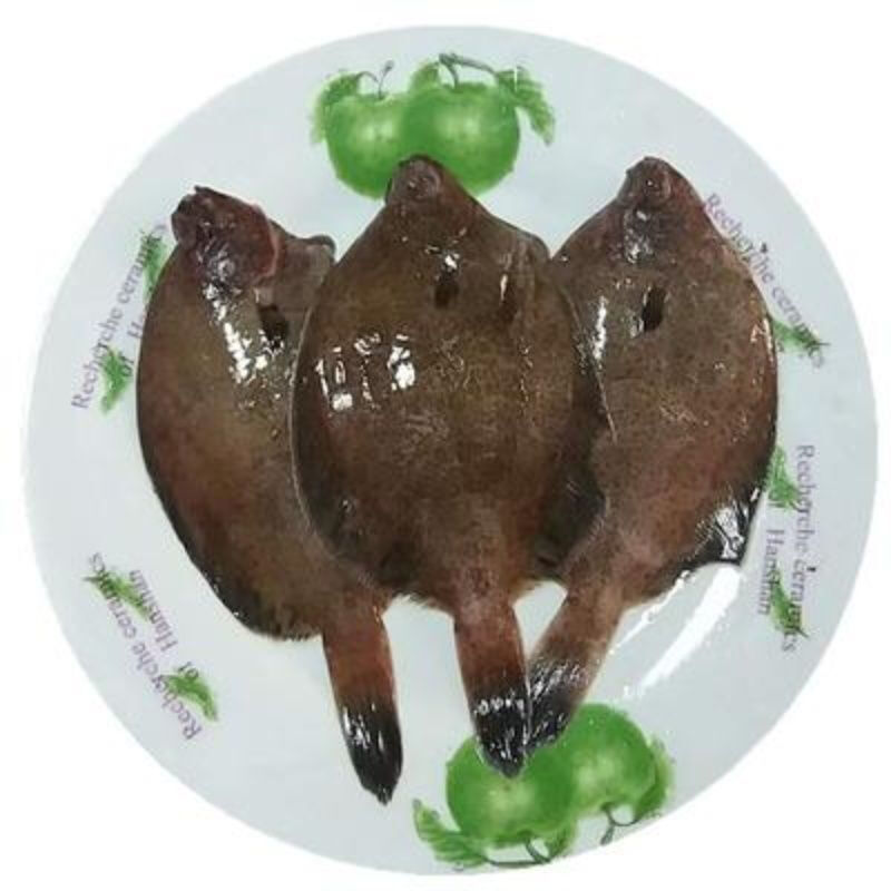 青岛鼓眼鱼鲜活古眼鱼新鲜高眼鱼野生比目鱼每斤3条海鲜批发鼓眼鱼贰