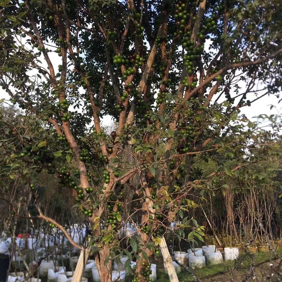 嘉宝果苗树苗沙巴嘉宝果四季早生嘉宝果树葡萄苗盆栽地栽广东发货
