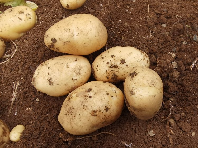 朵蕙 贵州威宁土豆新鲜现挖洋芋黄皮大个本地马铃薯粉糯批发沙面蔬菜