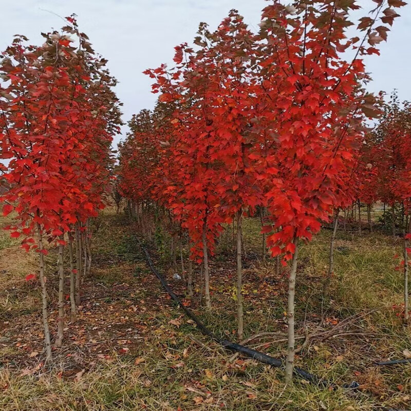 帅轩美国红枫红冠树苗盆栽地栽绿化行道树苗耐寒庭院造景树红枫树苗 5