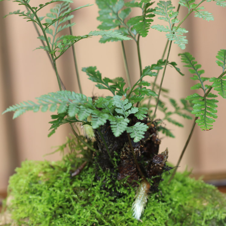 盆景办公室送领导好养铁线蕨茶室茶席绿植摆件水石盆栽植物 铁线蕨 配