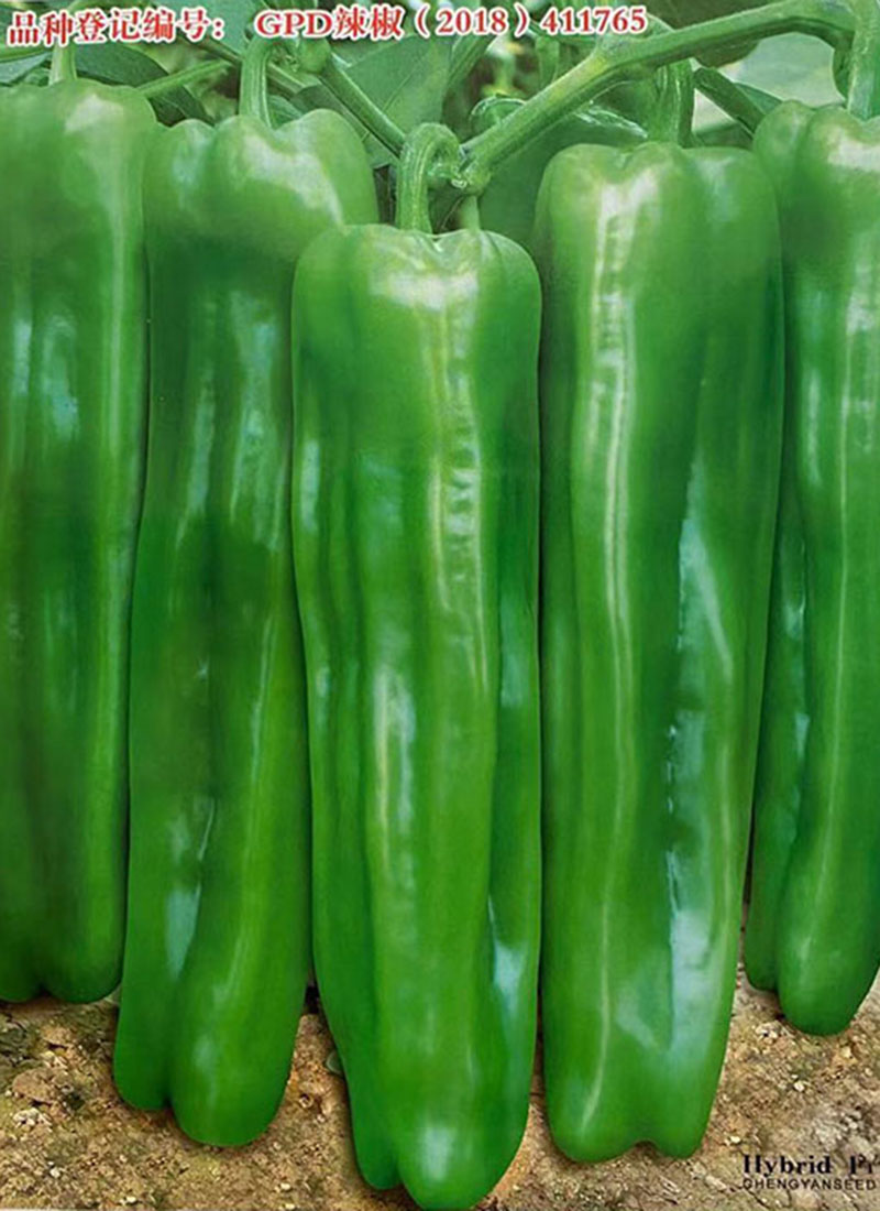 诚研洛椒普通98a高产早熟薄皮辣椒种孑子籽淡绿抗病牛角椒微皱98a分装