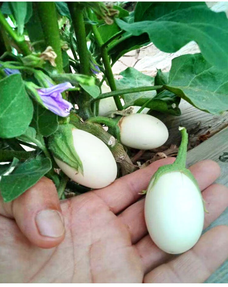 鸡蛋茄子种子特大白长黑圆茄四季蔬菜瓜果籽阳台室内外盆栽春秋 鸡蛋