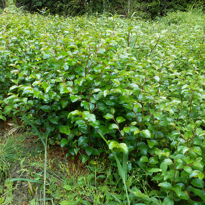 马甲子树苗带尖刺铁篱笆树苗鸟不站刺篱绿色围园刺篱1年成篱高度5070