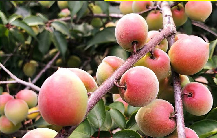 胭脂红梅鲜果新鲜现摘青梅鲜果诏安生红梅泡酒酸水果3斤胭脂果精选果