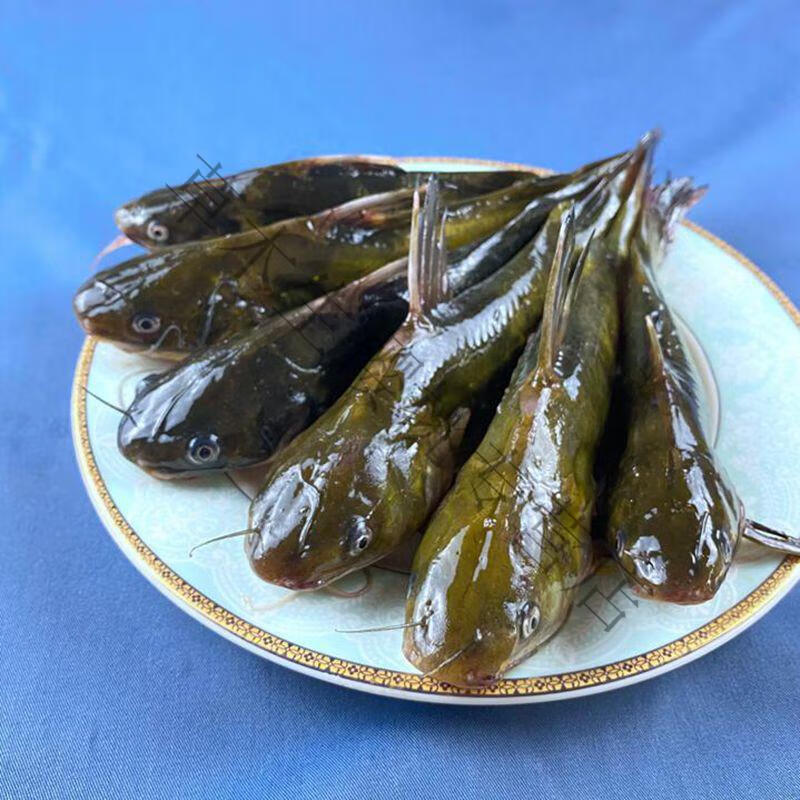 农家淡水新鲜黄骨鱼昂刺鱼嘎鱼黄颡鱼黄辣丁鲜活体现杀淡水鱼 5斤