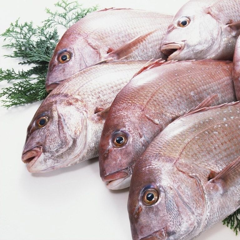 好物推荐鲜美惊红加吉鱼新鲜冷冻赤棕鱼生冰鲜红立鱼真鲷鱼海鱼类海鲜