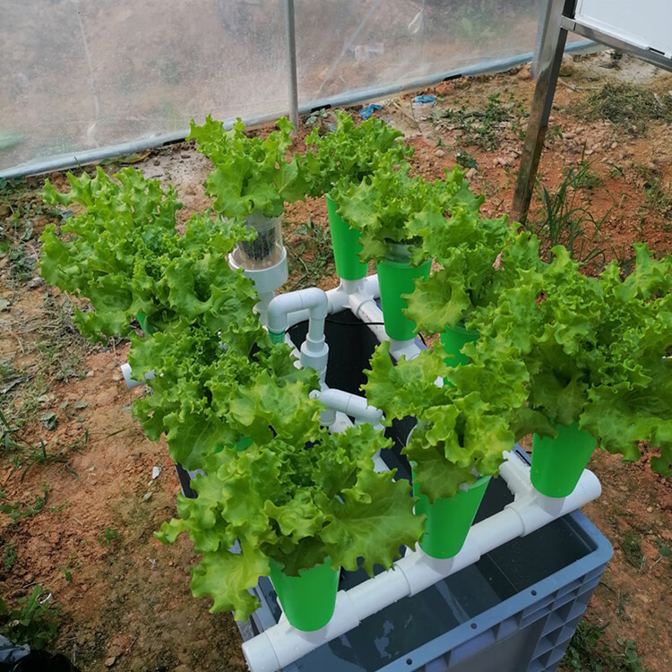 阳台蔬菜鱼共生箱 鱼菜共生虹吸设备阳台免换水生态过滤蔬菜鲜花潮汐