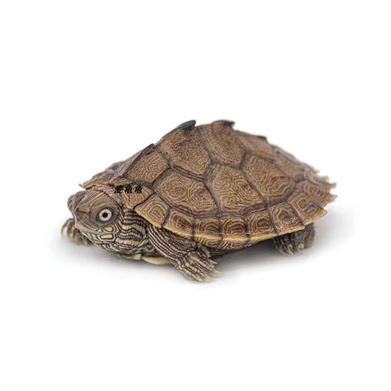 深水观赏宠物乌龟黑瘤图忍者龟黄头龟吃鱼粪屎龟活体采缇 国产忍者龟