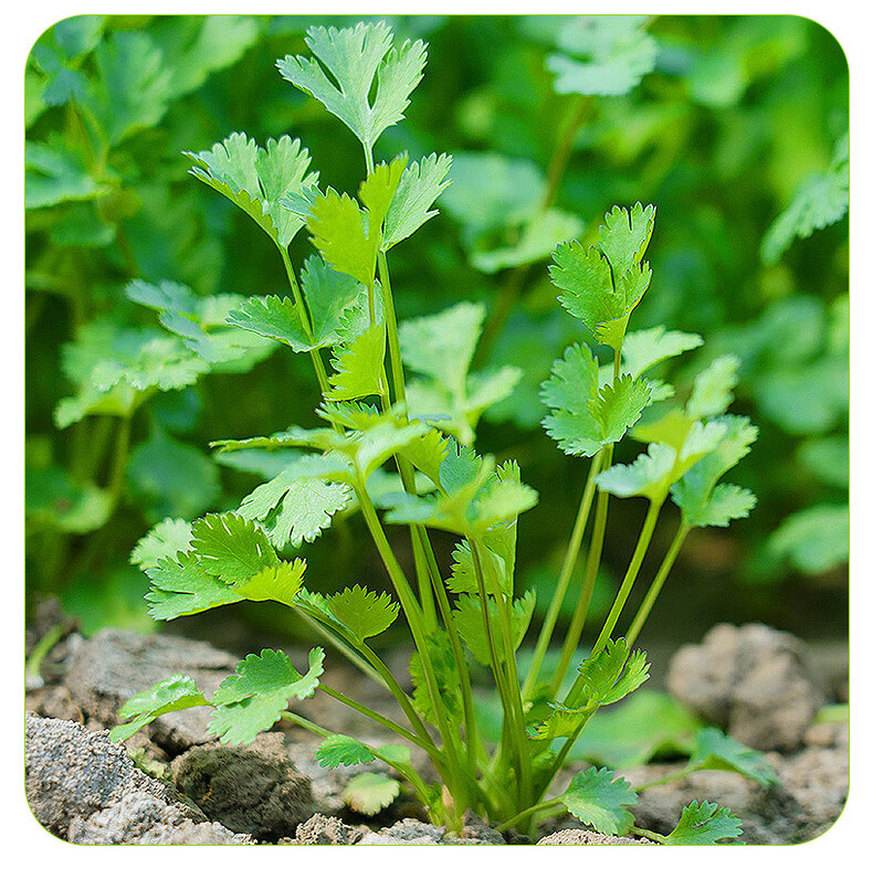 四季小叶香菜种子三天速生芫荽种籽春秋四季阳台大叶蔬菜种孑大全 四