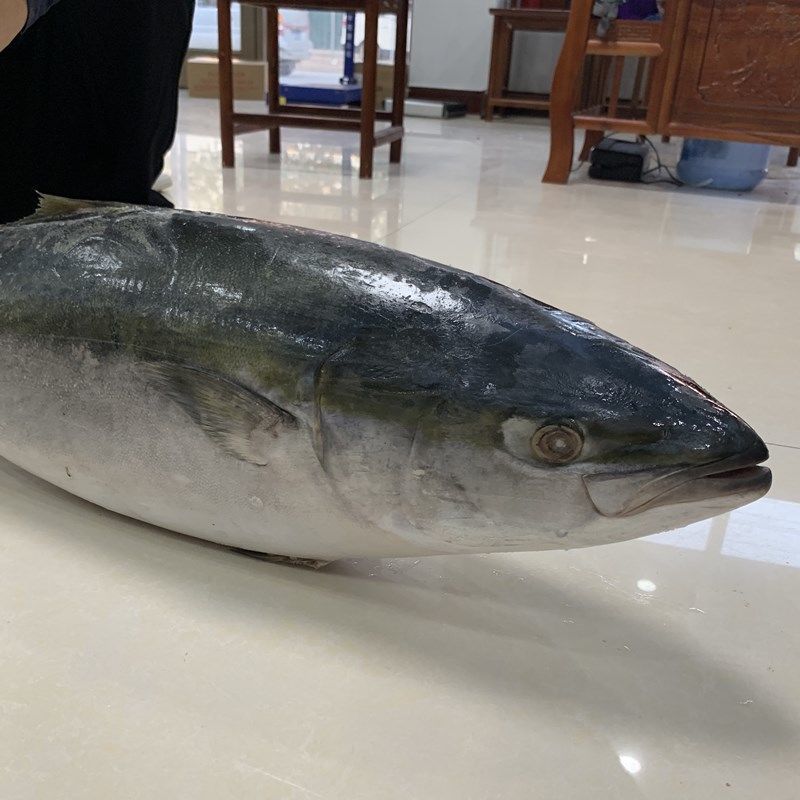 黄金大鲅鱼海鱼大黄金鲅鱼青甘鱼年货礼盒1618斤一条净重礼盒装