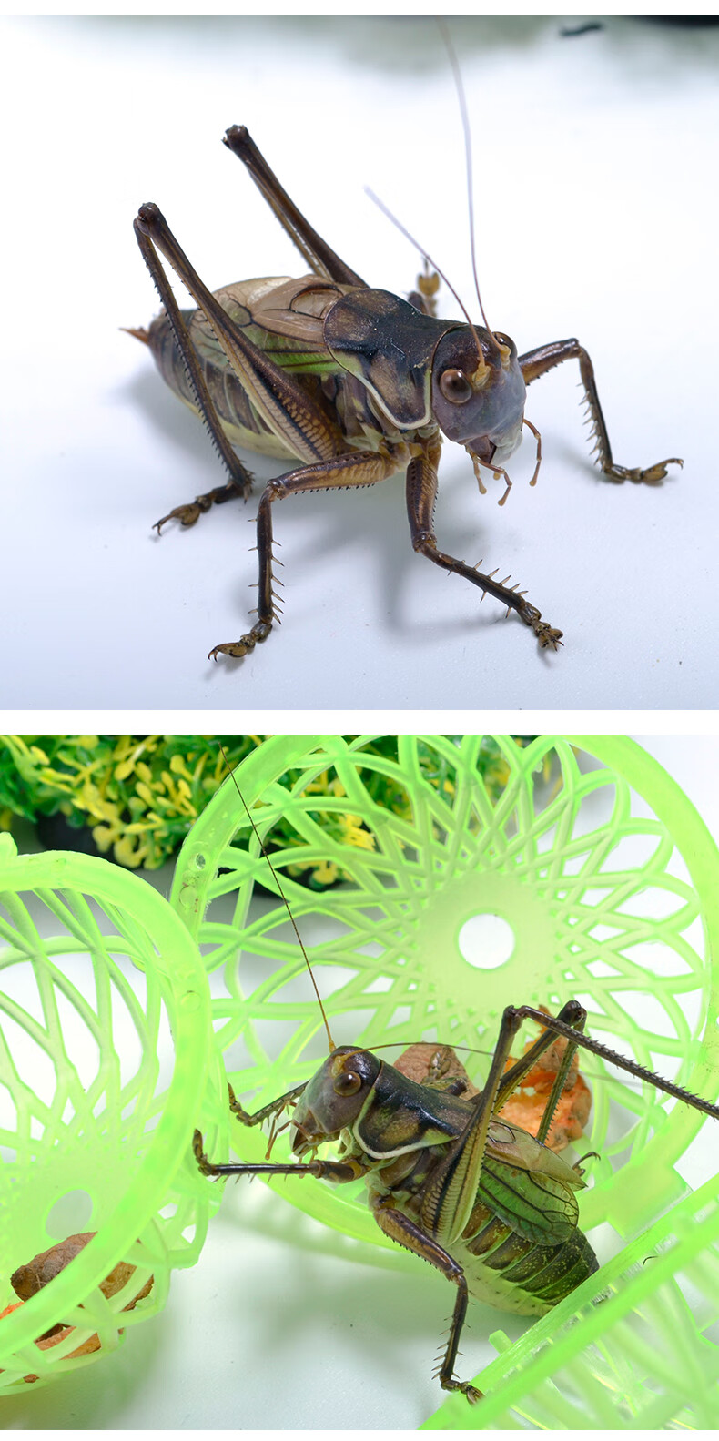 人工养殖蝈蝈活鸣虫新脱活虫大铁皮山青翠绿冬蝈蝈油葫芦爬虫宠物 绿