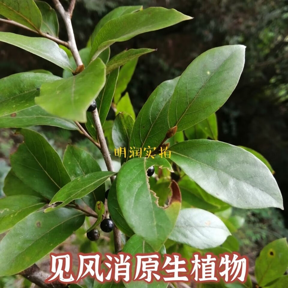 野生中药材见风消,见肿消,炸死枫,冬不落叶干货 2500克【图片 价格